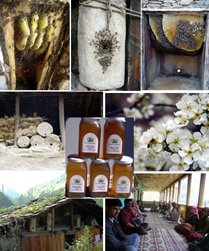 Conservation of indigenous bees