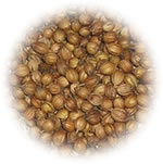 Coriander
