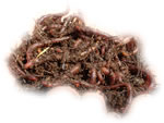Earth Worms