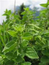 Oregano