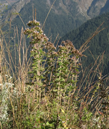 Oregano