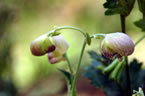 Medicianl Plants