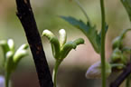 Medicianl Plants