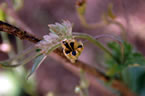 Medicianl Plants